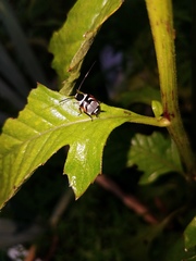 Ellipsidion simulans