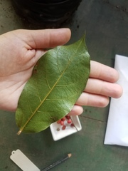 Antidesma ghaesembilla
