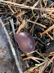 Geoscypha violacea