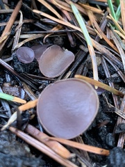 Geoscypha violacea