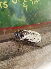 Dermolepida albohirtum