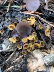 Geoscypha violacea