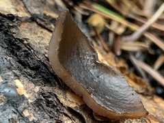 Geoscypha violacea