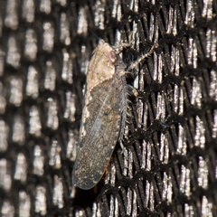 Excultanus excultus