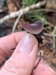 Geoscypha violacea