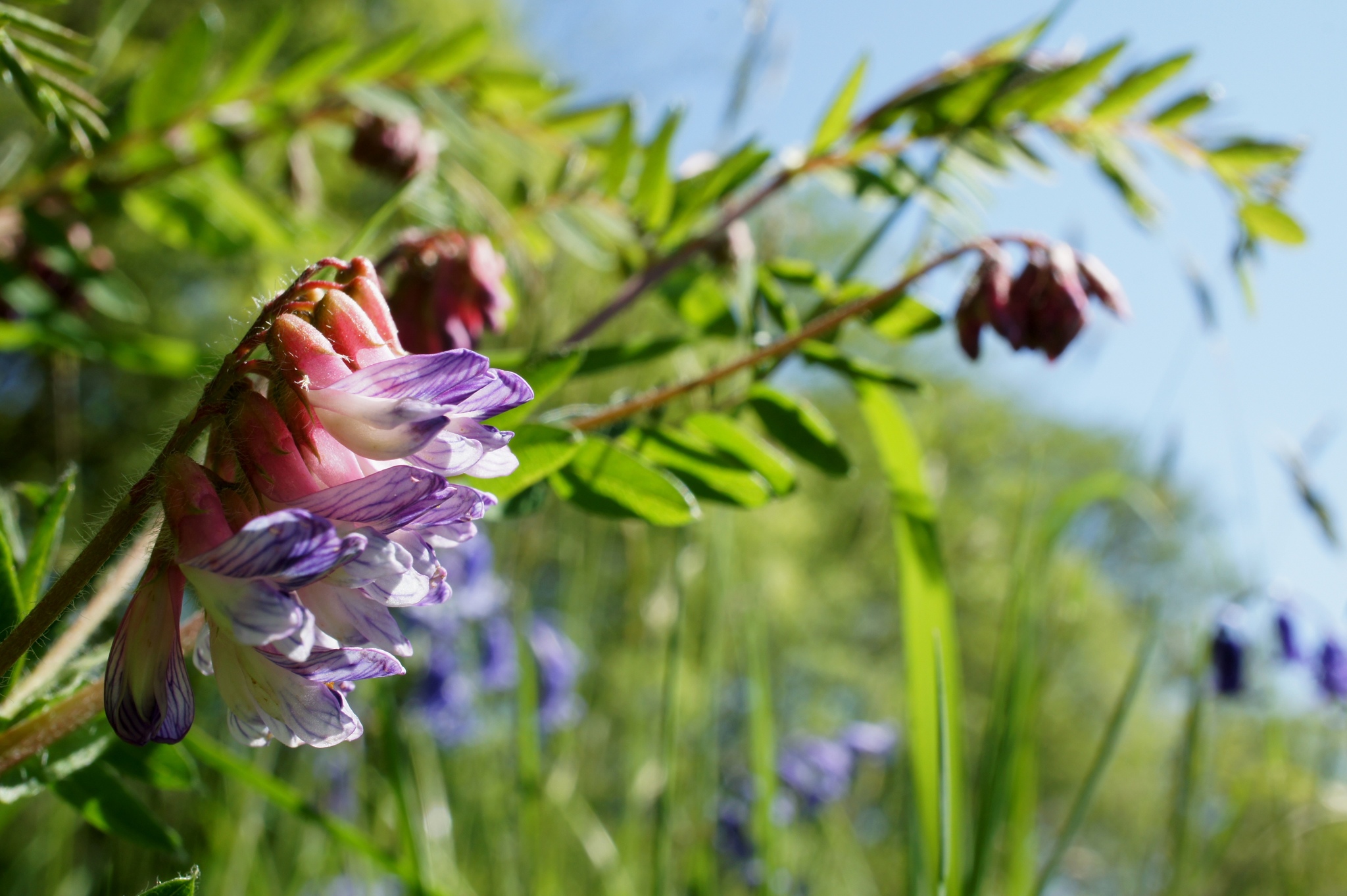 Vicia orobus