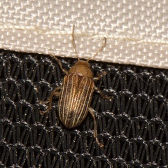 Colaspis pini