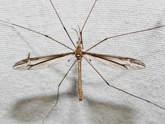 Tipula eluta