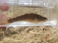 Etheostoma squamiceps