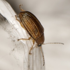 Colaspis pini