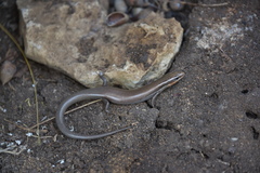 Plestiodon tetragrammus brevilineatus