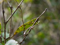 Pulchriphyllium bioculatum