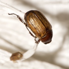 Anomala flavipennis