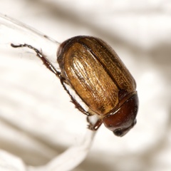 Anomala flavipennis