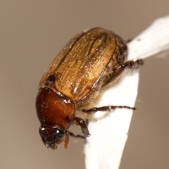 Anomala flavipennis