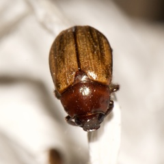 Anomala flavipennis