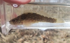Etheostoma squamiceps