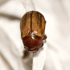 Anomala flavipennis