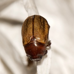 Anomala flavipennis