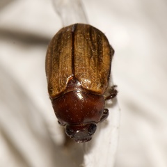 Anomala flavipennis