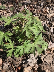 Geranium carolinianum carolinianum