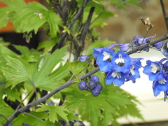 Delphinium elatum