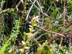 Epidendrum oxycalyx