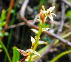 Epidendrum oxycalyx