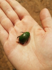 Anoplognathus punctulatus