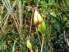 Epidendrum oxycalyx