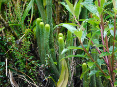 Phlegmariurus hystrix