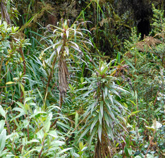 Siphocampylus lucidus