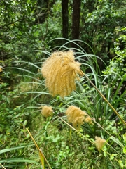 Miscanthus nepalensis