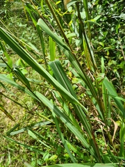 Miscanthus nepalensis
