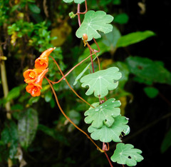 Tropaeolum tuberosum