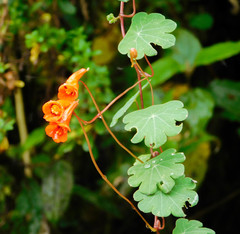 Tropaeolum tuberosum