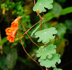 Tropaeolum tuberosum