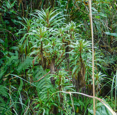 Siphocampylus lucidus