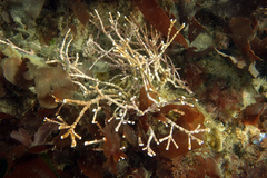 Calliarthron tuberculosum