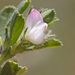 Small Restharrow - Photo (c) Sarah Gregg, some rights reserved (CC BY-NC-SA)