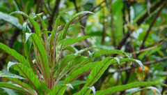 Siphocampylus lucidus