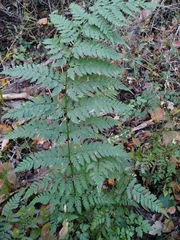 Dryopteris × triploidea