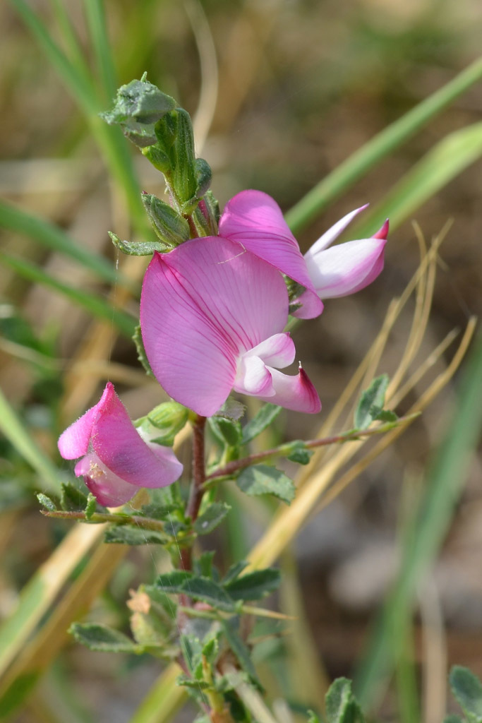 Ononis spinosa