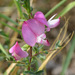 Spiny Restharrow - Photo (c) Nuuuuuuuuuuul, some rights reserved (CC BY)