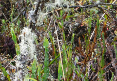 Baccharis genistelloides