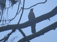 Hierococcyx sparverioides