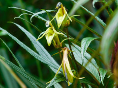 Siphocampylus lucidus