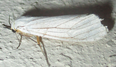 Ustjuzhania lineata