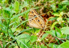 Junonia almana almana