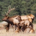 Wapiti - Photo (c) Mark Moschell, some rights reserved (CC BY-NC)